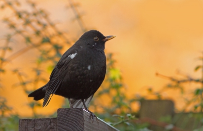 <i class='fa fa-user'></i>&nbsp;nelappelmelk&nbsp;|   Merel&nbsp; <i class='fa fa-eye'>&nbsp;298</i> &nbsp;<i class='fa fa-thumbs-up'>&nbsp;11</i> &nbsp; <i class='fa fa-comment-o'>&nbsp;18</i>