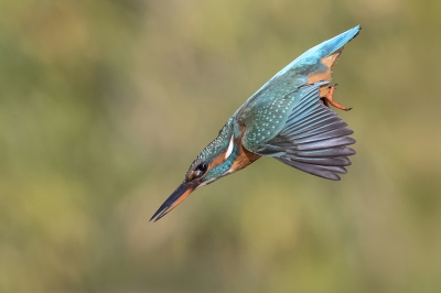 <i class='fa fa-user'></i>&nbsp;Arjan Troost&nbsp;|   IJsvogel&nbsp; <i class='fa fa-eye'>&nbsp;510</i> &nbsp;<i class='fa fa-thumbs-up'>&nbsp;7</i> &nbsp; <i class='fa fa-comment-o'>&nbsp;11</i>