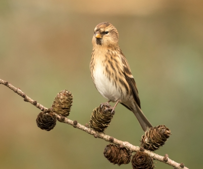 <i class='fa fa-user'></i>&nbsp;Kees Kroon&nbsp;|   Kleine Barmsijs&nbsp; <i class='fa fa-eye'>&nbsp;557</i> &nbsp;<i class='fa fa-thumbs-up'>&nbsp;5</i> &nbsp; <i class='fa fa-comment-o'>&nbsp;12</i>