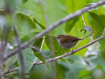 <i class='fa fa-user'></i>&nbsp;Paul van Giersbergen&nbsp;|   Timorese Struikzanger&nbsp; <i class='fa fa-eye'>&nbsp;208</i> &nbsp; <i class='fa fa-comment-o'>&nbsp;0</i>
