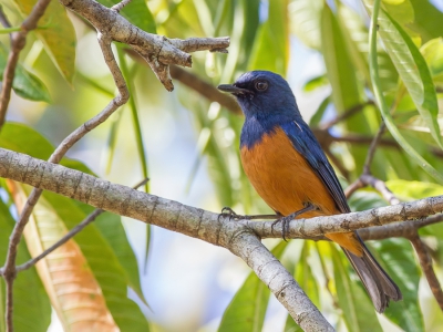 <i class='fa fa-user'></i>&nbsp;Paul van Giersbergen&nbsp;|   Hyacintniltava&nbsp; <i class='fa fa-eye'>&nbsp;229</i> &nbsp; <i class='fa fa-comment-o'>&nbsp;1</i>