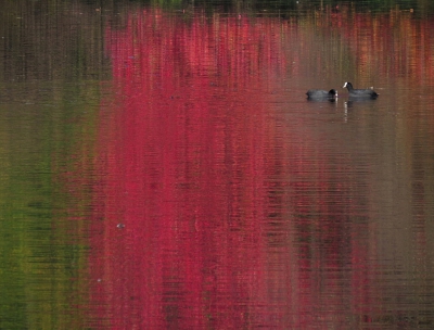 <i class='fa fa-user'></i>&nbsp;sieb&nbsp;|   Meerkoet&nbsp; <i class='fa fa-eye'>&nbsp;528</i> &nbsp;<i class='fa fa-thumbs-up'>&nbsp;6</i> &nbsp; <i class='fa fa-comment-o'>&nbsp;18</i>