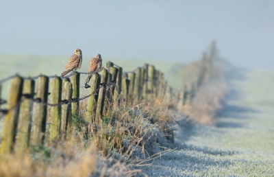 <i class='fa fa-user'></i>&nbsp;kruisje2000&nbsp;|   Torenvalk&nbsp; <i class='fa fa-eye'>&nbsp;659</i> &nbsp;<i class='fa fa-thumbs-up'>&nbsp;9</i> &nbsp; <i class='fa fa-comment-o'>&nbsp;18</i>