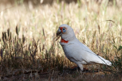 <i class='fa fa-user'></i>&nbsp;Kees de Jager&nbsp;|   Oostelijke Langsnavelkaketoe&nbsp; <i class='fa fa-eye'>&nbsp;241</i> &nbsp; <i class='fa fa-comment-o'>&nbsp;5</i>
