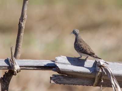 <i class='fa fa-user'></i>&nbsp;Paul van Giersbergen&nbsp;|   Temmincks Zebraduif&nbsp; <i class='fa fa-eye'>&nbsp;286</i> &nbsp;<i class='fa fa-thumbs-up'>&nbsp;1</i> &nbsp; <i class='fa fa-comment-o'>&nbsp;4</i>