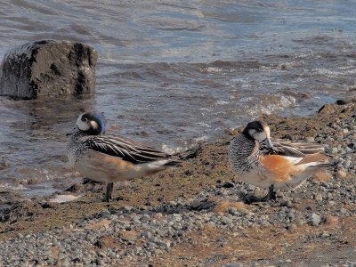 <i class='fa fa-user'></i>&nbsp;guido mwm&nbsp;|   Chileense Smient&nbsp; <i class='fa fa-eye'>&nbsp;326</i> &nbsp; <i class='fa fa-comment-o'>&nbsp;11</i>