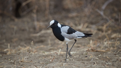 <i class='fa fa-user'></i>&nbsp;peter wijn&nbsp;|   Smidsplevier&nbsp; <i class='fa fa-eye'>&nbsp;321</i> &nbsp; <i class='fa fa-comment-o'>&nbsp;3</i>