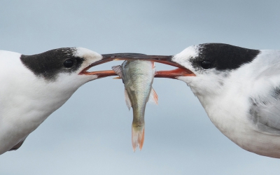 <i class='fa fa-user'></i>&nbsp;Wies Vink&nbsp;|   Visdief&nbsp; <i class='fa fa-eye'>&nbsp;1083</i> &nbsp;<i class='fa fa-thumbs-up'>&nbsp;49</i> &nbsp; <i class='fa fa-comment-o'>&nbsp;33</i>