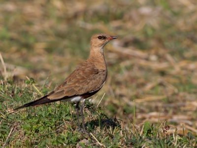 <i class='fa fa-user'></i>&nbsp;Paul van Giersbergen&nbsp;|   Steltvorkstaartplevier&nbsp; <i class='fa fa-eye'>&nbsp;360</i> &nbsp;<i class='fa fa-thumbs-up'>&nbsp;1</i> &nbsp; <i class='fa fa-comment-o'>&nbsp;3</i>