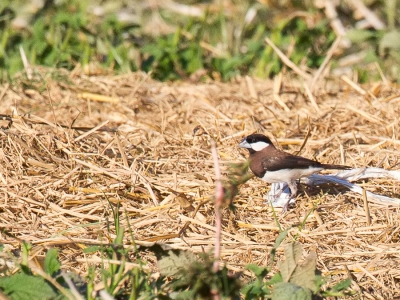 <i class='fa fa-user'></i>&nbsp;Paul van Giersbergen&nbsp;|   Bruine Rijstvogel&nbsp; <i class='fa fa-eye'>&nbsp;276</i> &nbsp; <i class='fa fa-comment-o'>&nbsp;2</i>