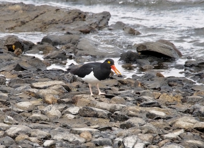 <i class='fa fa-user'></i>&nbsp;guido mwm&nbsp;|   Magelhaenscholekster&nbsp; <i class='fa fa-eye'>&nbsp;267</i> &nbsp; <i class='fa fa-comment-o'>&nbsp;8</i>