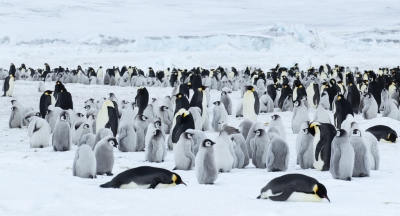 <i class='fa fa-user'></i>&nbsp;Arjen Drost&nbsp;|   Keizerspingu�n&nbsp; <i class='fa fa-eye'>&nbsp;460</i> &nbsp;<i class='fa fa-thumbs-up'>&nbsp;14</i> &nbsp; <i class='fa fa-comment-o'>&nbsp;16</i>