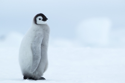 <i class='fa fa-user'></i>&nbsp;Arjen Drost&nbsp;|   Keizerspingu�n&nbsp; <i class='fa fa-eye'>&nbsp;399</i> &nbsp;<i class='fa fa-thumbs-up'>&nbsp;4</i> &nbsp; <i class='fa fa-comment-o'>&nbsp;10</i>