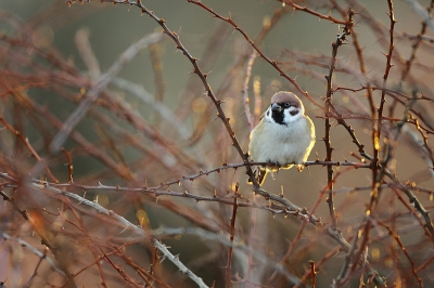 <i class='fa fa-user'></i>&nbsp;Alex Roetemeijer&nbsp;|   Ringmus&nbsp; <i class='fa fa-eye'>&nbsp;358</i> &nbsp;<i class='fa fa-thumbs-up'>&nbsp;3</i> &nbsp; <i class='fa fa-comment-o'>&nbsp;10</i>