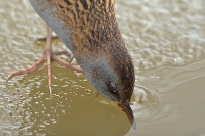 <i class='fa fa-user'></i>&nbsp;anevanrees&nbsp;|   Waterral&nbsp; <i class='fa fa-eye'>&nbsp;353</i> &nbsp; <i class='fa fa-comment-o'>&nbsp;7</i>