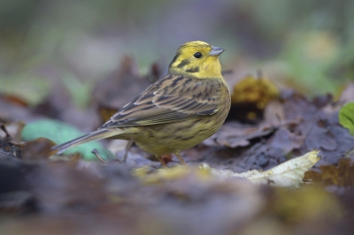 <i class='fa fa-user'></i>&nbsp;Ties Niehof&nbsp;|   Geelgors&nbsp; <i class='fa fa-eye'>&nbsp;378</i> &nbsp;<i class='fa fa-thumbs-up'>&nbsp;2</i> &nbsp; <i class='fa fa-comment-o'>&nbsp;6</i>