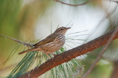 <i class='fa fa-user'></i>&nbsp;peter wijn&nbsp;|   Gestreepte Pieper&nbsp; <i class='fa fa-eye'>&nbsp;401</i> &nbsp;<i class='fa fa-thumbs-up'>&nbsp;2</i> &nbsp; <i class='fa fa-comment-o'>&nbsp;12</i>