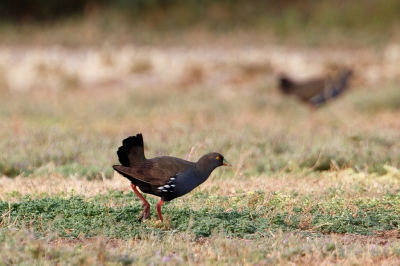 <i class='fa fa-user'></i>&nbsp;Kees de Jager&nbsp;|   Australisch Waterhoen&nbsp; <i class='fa fa-eye'>&nbsp;231</i> &nbsp; <i class='fa fa-comment-o'>&nbsp;3</i>