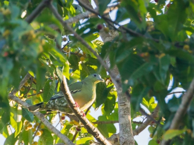 <i class='fa fa-user'></i>&nbsp;Paul van Giersbergen&nbsp;|   Florespapegaaiduif&nbsp; <i class='fa fa-eye'>&nbsp;237</i> &nbsp; <i class='fa fa-comment-o'>&nbsp;1</i>