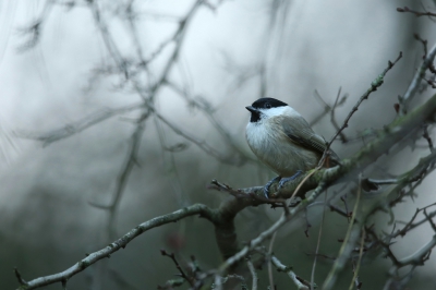 <i class='fa fa-user'></i>&nbsp;Frank Kremer&nbsp;|   Glanskop&nbsp; <i class='fa fa-eye'>&nbsp;385</i> &nbsp;<i class='fa fa-thumbs-up'>&nbsp;6</i> &nbsp; <i class='fa fa-comment-o'>&nbsp;12</i>