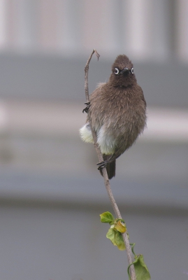 <i class='fa fa-user'></i>&nbsp;sieb&nbsp;|   Kaapse Buulbuul&nbsp; <i class='fa fa-eye'>&nbsp;365</i> &nbsp;<i class='fa fa-thumbs-up'>&nbsp;2</i> &nbsp; <i class='fa fa-comment-o'>&nbsp;9</i>