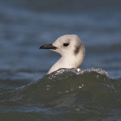 <i class='fa fa-user'></i>&nbsp;Peter Soer&nbsp;|   Drieteenmeeuw&nbsp; <i class='fa fa-eye'>&nbsp;291</i> &nbsp; <i class='fa fa-comment-o'>&nbsp;4</i>