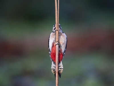 <i class='fa fa-user'></i>&nbsp;Ton D�pp&nbsp;|   Grote Bonte Specht&nbsp; <i class='fa fa-eye'>&nbsp;630</i> &nbsp;<i class='fa fa-thumbs-up'>&nbsp;16</i> &nbsp; <i class='fa fa-comment-o'>&nbsp;20</i>