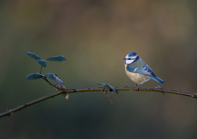 <i class='fa fa-user'></i>&nbsp;Ton D�pp&nbsp;|   Pimpelmees&nbsp; <i class='fa fa-eye'>&nbsp;492</i> &nbsp;<i class='fa fa-thumbs-up'>&nbsp;13</i> &nbsp; <i class='fa fa-comment-o'>&nbsp;14</i>