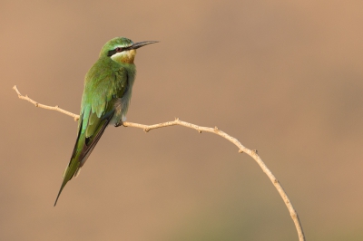 <i class='fa fa-user'></i>&nbsp;david&nbsp;|   Groene Bijeneter&nbsp; <i class='fa fa-eye'>&nbsp;484</i> &nbsp; <i class='fa fa-comment-o'>&nbsp;6</i>