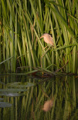 <i class='fa fa-user'></i>&nbsp;LeerdammerKees&nbsp;|   Woudaap&nbsp; <i class='fa fa-eye'>&nbsp;390</i> &nbsp;<i class='fa fa-thumbs-up'>&nbsp;3</i> &nbsp; <i class='fa fa-comment-o'>&nbsp;11</i>