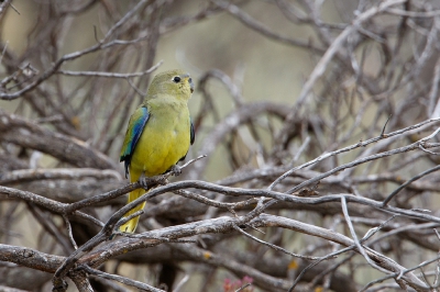 <i class='fa fa-user'></i>&nbsp;Kees de Jager&nbsp;|   Blauwvleugelparkiet&nbsp; <i class='fa fa-eye'>&nbsp;235</i> &nbsp; <i class='fa fa-comment-o'>&nbsp;4</i>