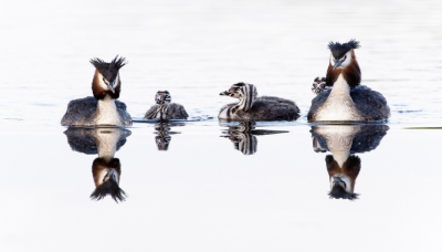 <i class='fa fa-user'></i>&nbsp;LeerdammerKees&nbsp;|   Fuut&nbsp; <i class='fa fa-eye'>&nbsp;498</i> &nbsp;<i class='fa fa-thumbs-up'>&nbsp;10</i> &nbsp; <i class='fa fa-comment-o'>&nbsp;16</i>