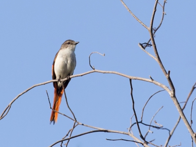 <i class='fa fa-user'></i>&nbsp;Paul van Giersbergen&nbsp;|   Floresmenievogel&nbsp; <i class='fa fa-eye'>&nbsp;215</i> &nbsp; <i class='fa fa-comment-o'>&nbsp;0</i>