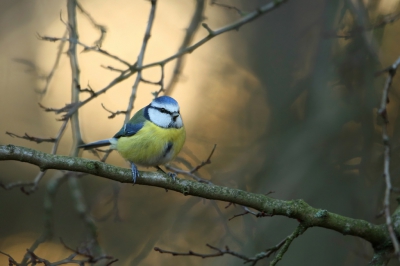 <i class='fa fa-user'></i>&nbsp;Frank Kremer&nbsp;|   Pimpelmees&nbsp; <i class='fa fa-eye'>&nbsp;356</i> &nbsp; <i class='fa fa-comment-o'>&nbsp;10</i>