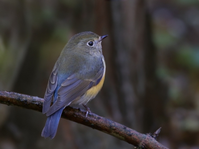 <i class='fa fa-user'></i>&nbsp;thijsglastra&nbsp;|   Blauwstaart&nbsp; <i class='fa fa-eye'>&nbsp;801</i> &nbsp;<i class='fa fa-thumbs-up'>&nbsp;31</i> &nbsp; <i class='fa fa-comment-o'>&nbsp;31</i>