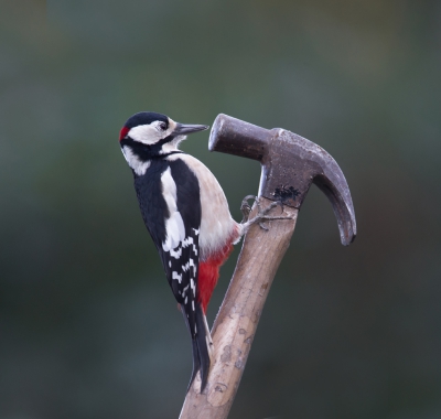 <i class='fa fa-user'></i>&nbsp;Ton D�pp&nbsp;|   Grote Bonte Specht&nbsp; <i class='fa fa-eye'>&nbsp;869</i> &nbsp;<i class='fa fa-thumbs-up'>&nbsp;17</i> &nbsp; <i class='fa fa-comment-o'>&nbsp;26</i>