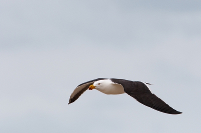 <i class='fa fa-user'></i>&nbsp;Kees de Jager&nbsp;|   Diksnavelmeeuw&nbsp; <i class='fa fa-eye'>&nbsp;227</i> &nbsp; <i class='fa fa-comment-o'>&nbsp;0</i>