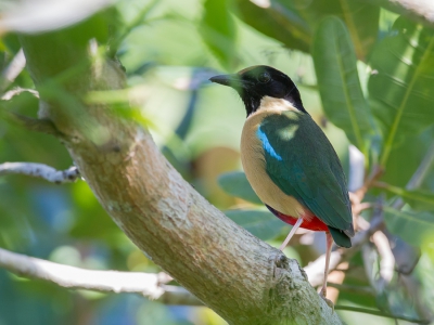 <i class='fa fa-user'></i>&nbsp;Paul van Giersbergen&nbsp;|   Ornaatpitta&nbsp; <i class='fa fa-eye'>&nbsp;258</i> &nbsp; <i class='fa fa-comment-o'>&nbsp;4</i>