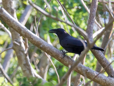 <i class='fa fa-user'></i>&nbsp;Paul van Giersbergen&nbsp;|   Floreskraai&nbsp; <i class='fa fa-eye'>&nbsp;184</i> &nbsp; <i class='fa fa-comment-o'>&nbsp;1</i>