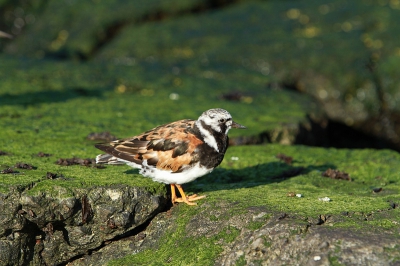 Foto gemaakt tijdens een wandeling op de pier van Ijmuiden.