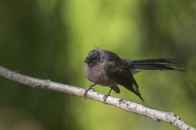 <i class='fa fa-user'></i>&nbsp;Bert Ooms&nbsp;|   Maoriwaaierstaart&nbsp; <i class='fa fa-eye'>&nbsp;206</i> &nbsp; <i class='fa fa-comment-o'>&nbsp;2</i>