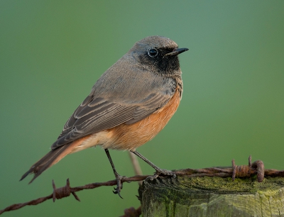 <i class='fa fa-user'></i>&nbsp;Wilfried Solarz&nbsp;|   Zwarte Roodstaart&nbsp; <i class='fa fa-eye'>&nbsp;627</i> &nbsp;<i class='fa fa-thumbs-up'>&nbsp;18</i> &nbsp; <i class='fa fa-comment-o'>&nbsp;20</i>