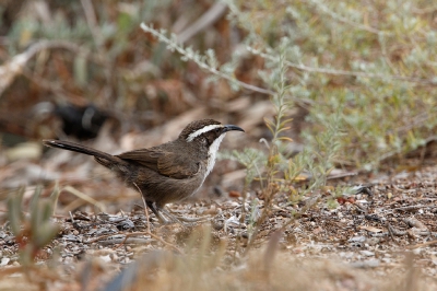 <i class='fa fa-user'></i>&nbsp;Kees de Jager&nbsp;|   Witbrauwbabbelaar&nbsp; <i class='fa fa-eye'>&nbsp;185</i> &nbsp; <i class='fa fa-comment-o'>&nbsp;0</i>