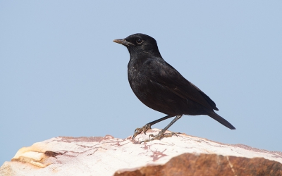 <i class='fa fa-user'></i>&nbsp;peter wijn&nbsp;|   Zwarte Miertapuit&nbsp; <i class='fa fa-eye'>&nbsp;270</i> &nbsp; <i class='fa fa-comment-o'>&nbsp;1</i>