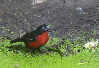 <i class='fa fa-user'></i>&nbsp;charlysax&nbsp;|   Roodborstblauwsnavel&nbsp; <i class='fa fa-eye'>&nbsp;300</i> &nbsp; <i class='fa fa-comment-o'>&nbsp;1</i>