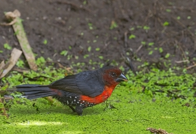 <i class='fa fa-user'></i>&nbsp;charlysax&nbsp;|   Roodborstblauwsnavel&nbsp; <i class='fa fa-eye'>&nbsp;316</i> &nbsp; <i class='fa fa-comment-o'>&nbsp;3</i>