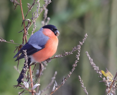 <i class='fa fa-user'></i>&nbsp;loek van de Leur&nbsp;|   Goudvink&nbsp; <i class='fa fa-eye'>&nbsp;386</i> &nbsp;<i class='fa fa-thumbs-up'>&nbsp;3</i> &nbsp; <i class='fa fa-comment-o'>&nbsp;7</i>