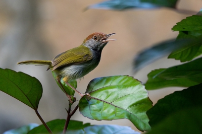 <i class='fa fa-user'></i>&nbsp;Schraven1986&nbsp;|   Gestreepte Snijdervogel&nbsp; <i class='fa fa-eye'>&nbsp;242</i> &nbsp;<i class='fa fa-thumbs-up'>&nbsp;1</i> &nbsp; <i class='fa fa-comment-o'>&nbsp;6</i>