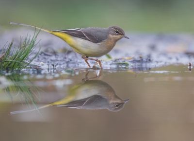 <i class='fa fa-user'></i>&nbsp;vogeljan&nbsp;|   Grote Gele Kwikstaart&nbsp; <i class='fa fa-eye'>&nbsp;456</i> &nbsp;<i class='fa fa-thumbs-up'>&nbsp;7</i> &nbsp; <i class='fa fa-comment-o'>&nbsp;11</i>