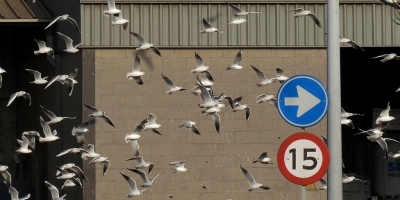 <i class='fa fa-user'></i>&nbsp;sieb&nbsp;|   Kokmeeuw&nbsp; <i class='fa fa-eye'>&nbsp;349</i> &nbsp; <i class='fa fa-comment-o'>&nbsp;3</i>